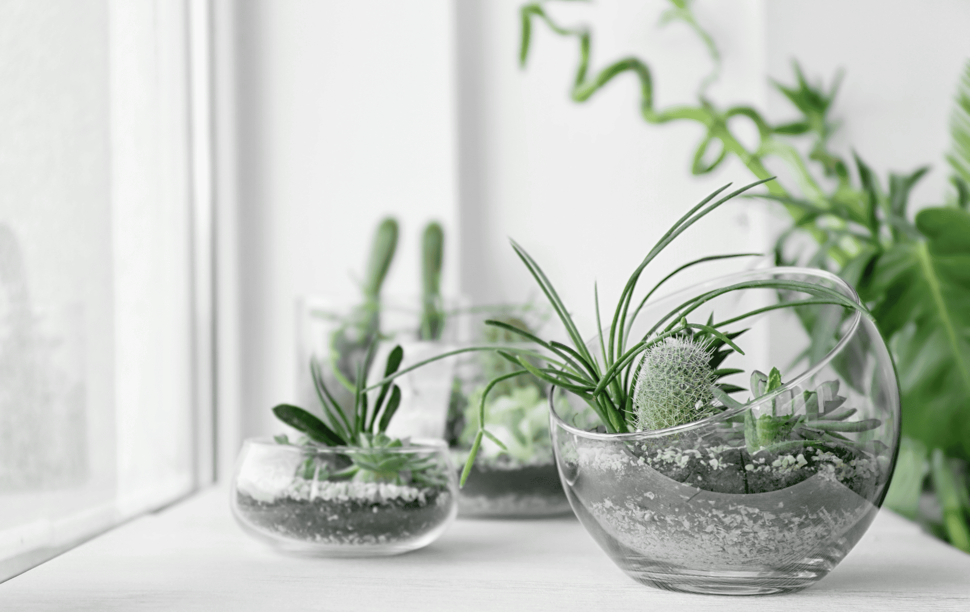 Ideas creativas para decorar con plantas de interior, Gunni &amp; Trentino