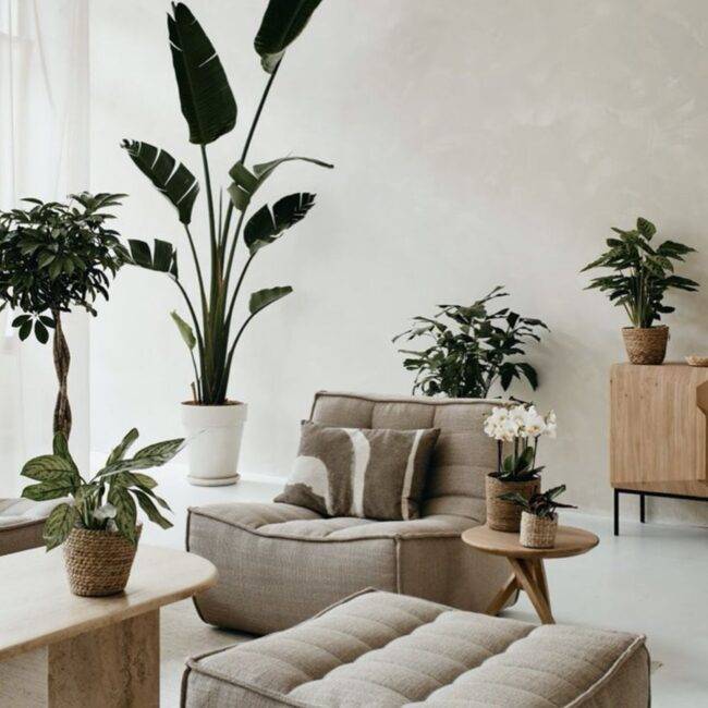 Ideas de Decoración con Plantas de Interior para el Invierno: Elegancia Natural